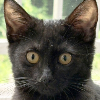 3ヶ月♂甘えん坊の黒猫トト