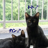 3ヶ月♂甘えん坊の黒猫トト サムネイル3