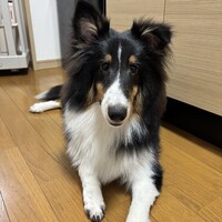 まろ