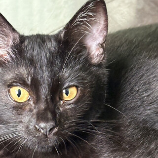 3ヶ月♂恥ずかしがり屋の黒猫カン