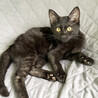 3ヶ月♂恥ずかしがり屋の黒猫カン サムネイル2