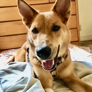 「ジョルジュ」男の子