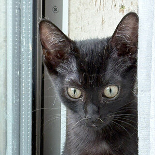 3ヶ月♀ちょっと怖がりの黒猫ヨウ