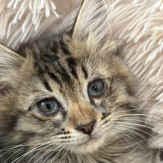 3ヶ月♀初参加キジ猫長毛、ロングー