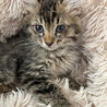 3ヶ月♀初参加キジ猫長毛、ロングー サムネイル2