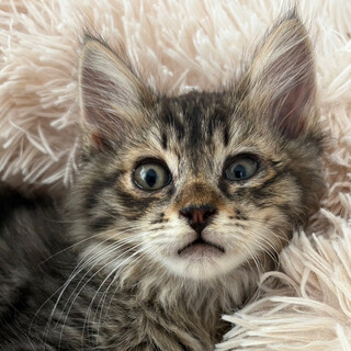 3ヶ月♂初参加キジ猫長毛、ちょうじ