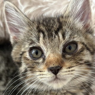 3ヶ月♂初参加キジ猫半長毛、コイテン