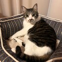 ⭐︎成猫イイネ⭐︎めめくん家族募集中
