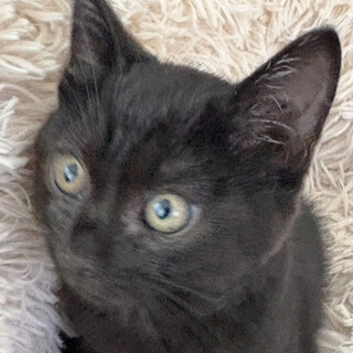 3ヶ月♂初参加黒猫、ひたち