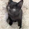 3ヶ月♂初参加黒猫、ひたち サムネイル2