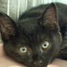 3ヶ月♂初参加黒猫、ひたち サムネイル3