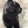 3ヶ月♂初参加黒猫、ひたち サムネイル4