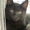 3ヶ月♂初参加黒猫、ひたち サムネイル6