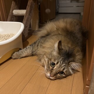 お目目くりくり 甘えたキーキーくん