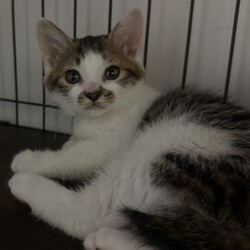 赤羽保護猫譲渡会（赤羽駅徒歩10分） サムネイル3