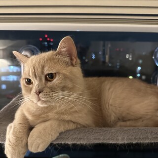 生後10ヶ月　ブリティッシュショートヘア