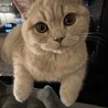 生後10ヶ月　ブリティッシュショートヘア サムネイル3