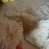 わんわんにゃんにゃ