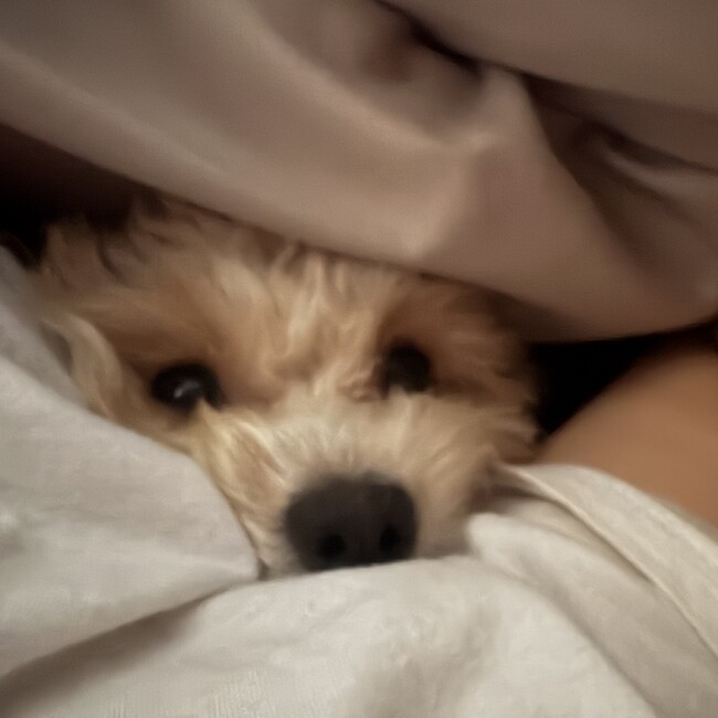 わんわんにゃんにゃのカバー写真