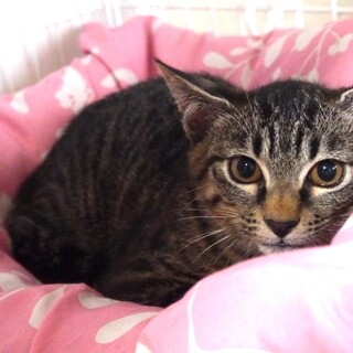 抱っこ大好き☆ハルハル君