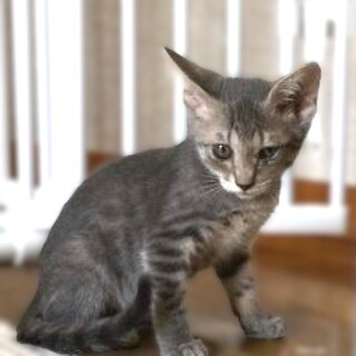 ★里親様決定！★本当は甘えん坊きれいな毛色♥藤子