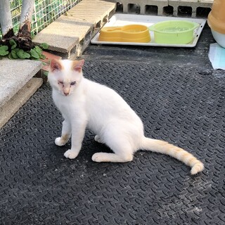 片目のきしろくん