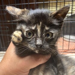 いぬねこ譲渡会 サムネイル3