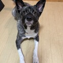 のんびり屋な男の子かなた♥️野犬にも家族を