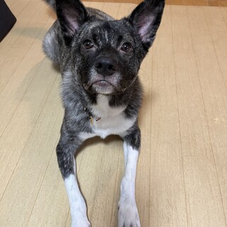 のんびり屋な男の子かなた♥️野犬にも家族を