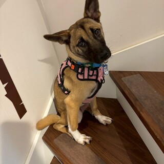 穏やかで平和主義のイケメン男子ライトくん