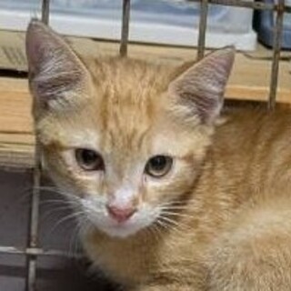 子猫薄茶3ヶ月元気な子です。