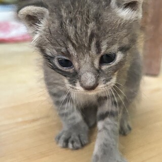 里親さま決まりました。ありがとうございました。