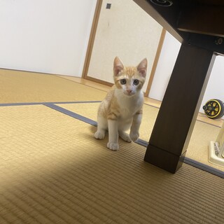 茶白　茶兄弟３ヶ月