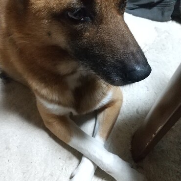 お裾分け待ち中