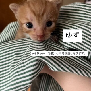 子猫1匹里親になってくれる方募集！