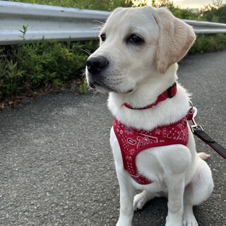 生後5か月のパピーです。