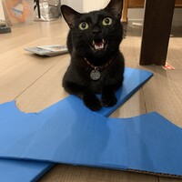 ダニエル