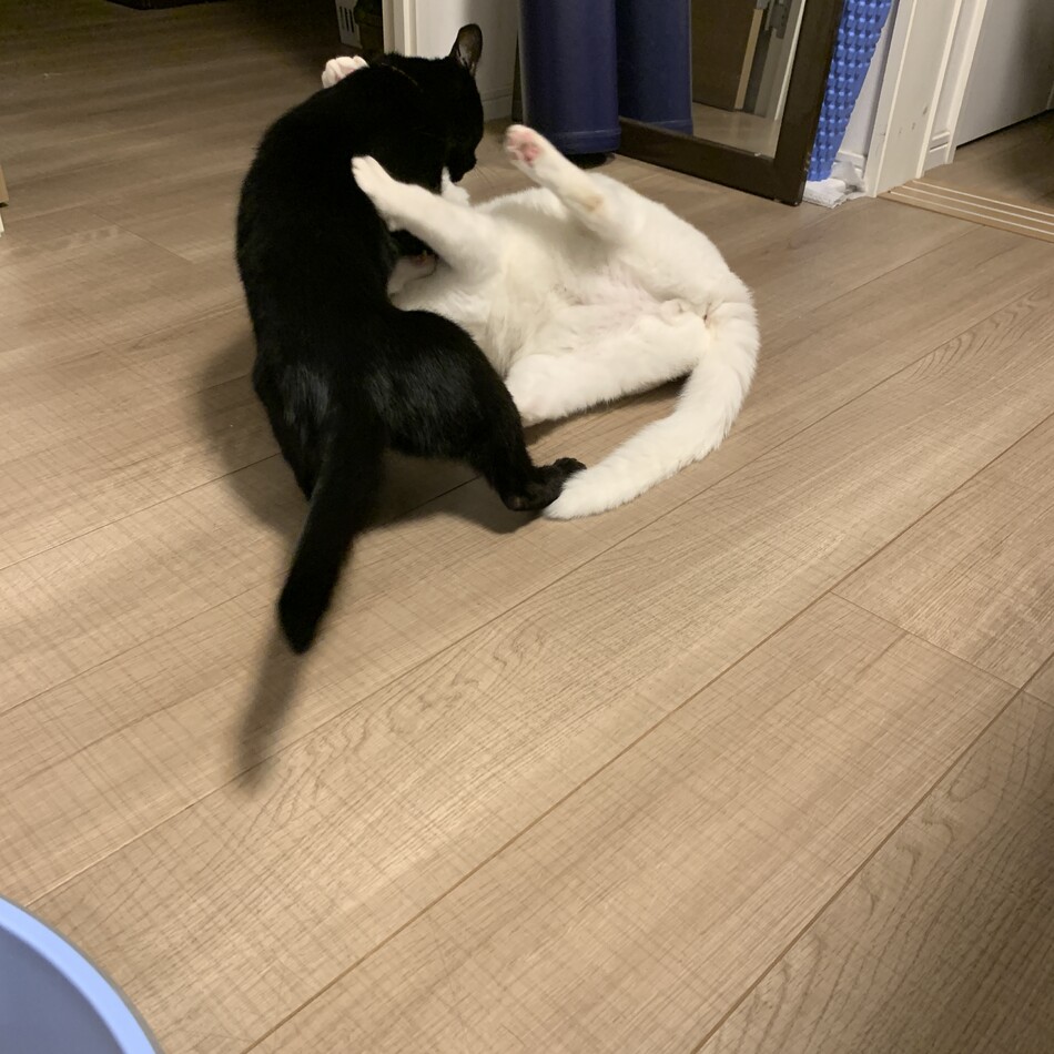 ダニエルのカバー写真