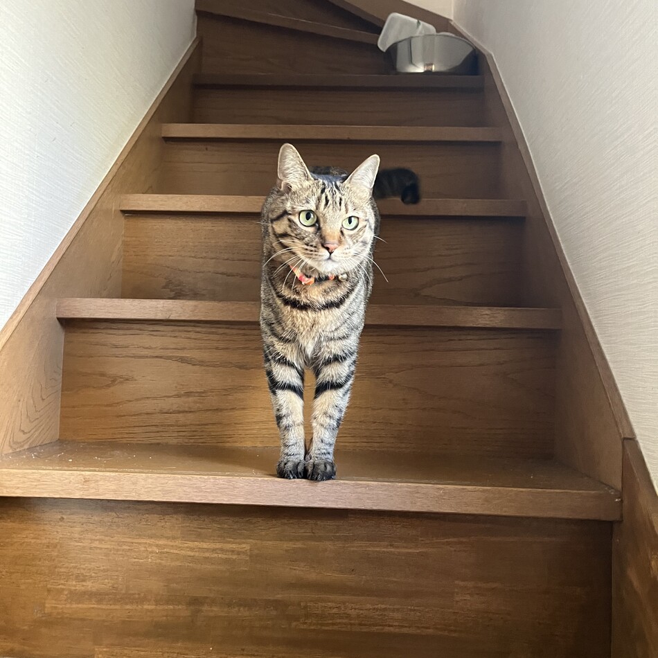 チョコラのカバー写真