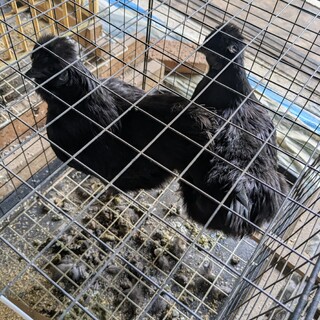 黒烏骨鶏　メス　２羽