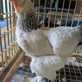 ライトブラマ　　メス　　ニワトリ