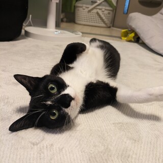 甘えん坊♡白黒タキシードの可愛い家族募集