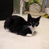 甘えん坊♡白黒タキシードの可愛い家族募集 サムネイル2