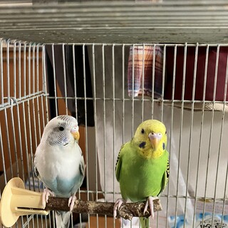 里親さん決定しました。