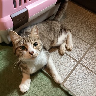 里親募集中 成猫ちゃんです