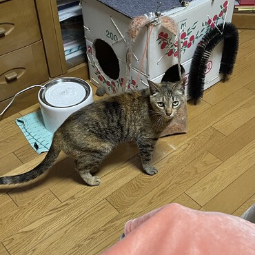 グンテンさんにもらったかつお節バック…誰の⁇