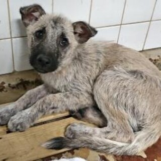 まだ幼い子犬　収容期限7月21日朝まで