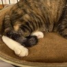 3本脚でもすばしっこいパルちゃん サムネイル2