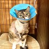 3本脚でもすばしっこいパルちゃん サムネイル3
