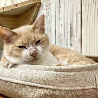 ミルクティのような色のティーナちゃん